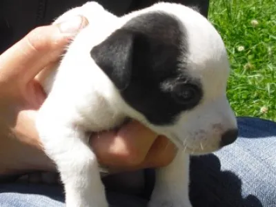 jack russel terier