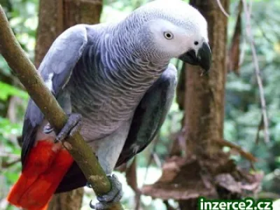 afrických Grey papoušci