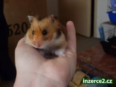 daruji sysrského křečka