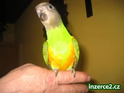 Prodám Papoušky senegalské