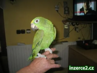 Amazoňan Žlutohlavý Surinamský