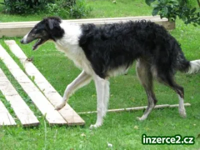barzoj