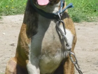 americký pitbullterier