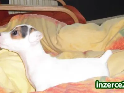 jack russel terier