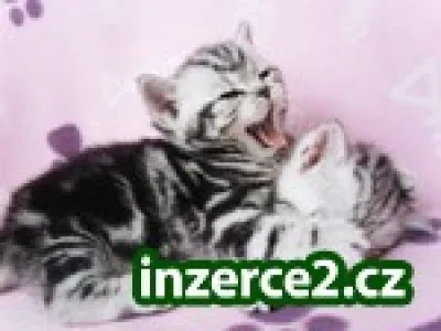 Britské whiskas koťátka