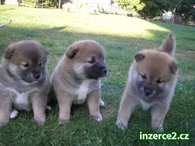 Shiba inu štěňata