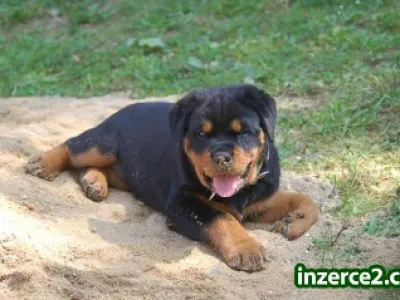 rottweiler