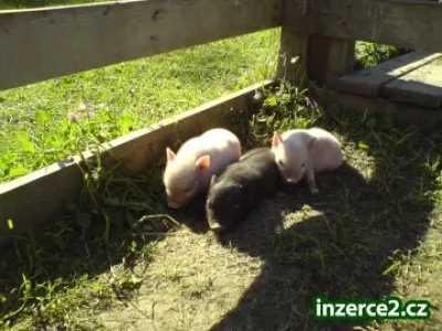prodám gottingenská miniprasátka