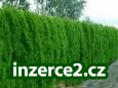 Thuja Smaragd 80-100cm vysoká