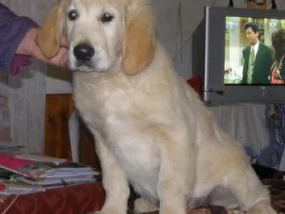 Zlatý retriever
