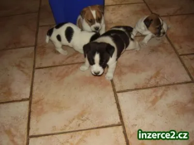 Jack russel terier