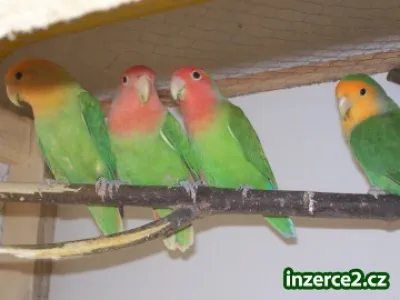 agapornis růžohrdlý