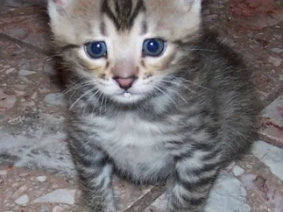 Exotické Savannah a Serval Koťátka na prodej.