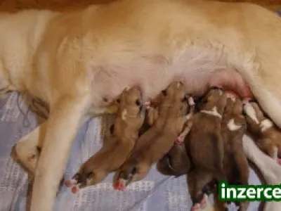 Akita Inu štěňátka