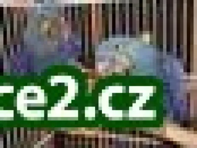 roztomilý papoušek hyacint papoušci pro přijetí