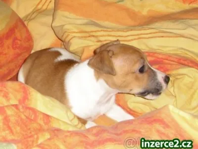 jack russel terier