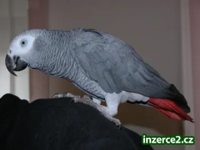 extrémně družný afrických Grey papoušci,