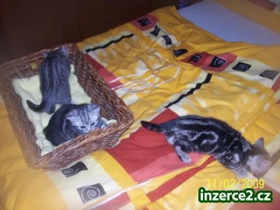 WHISKAS KOŤATA