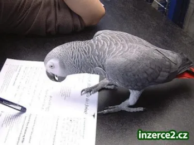 pár africké šedé papoušci na prodej