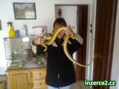 Užovka thajská cca 180 cm dlouhá