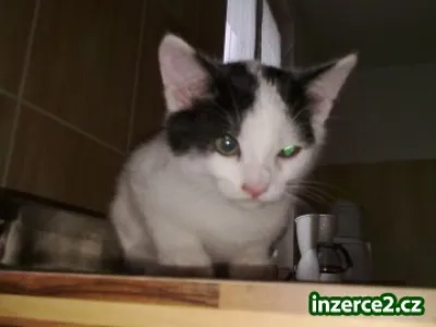 Náhled