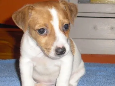 jack russel terier