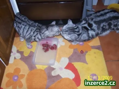 whiskas kocourek