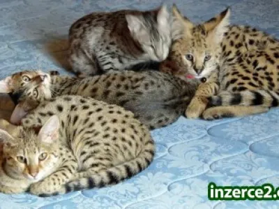 Serval, Karakal, Savannah a Ocelot Koťata