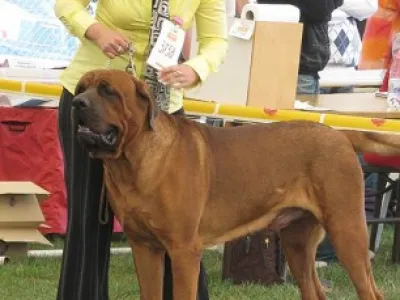 Tosa Inu - záznam na štěňátka 2010