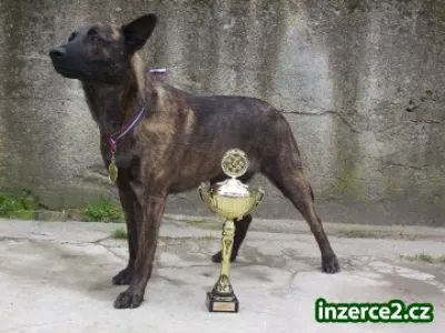 REZERVACE excelentních HHK !