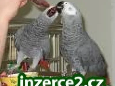 Zkrocený AFRICAN GREY
