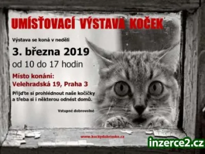 Umísťovací výstava koček v Praze 3