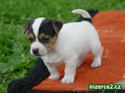 Jack Russel terier-prodám štěnata JRT