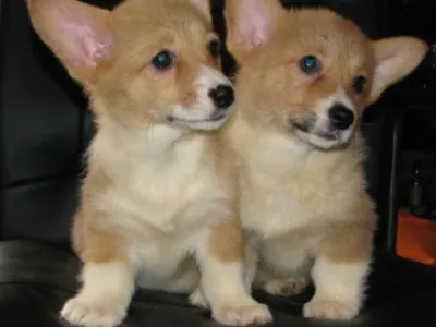 welsh corgi pembrok