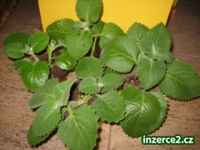 RÝMOVNÍK Mexický EUKALIPT Plectranthus proti rýmě