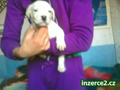 Prodam stenata argentinske dogy krizene s nemeckou