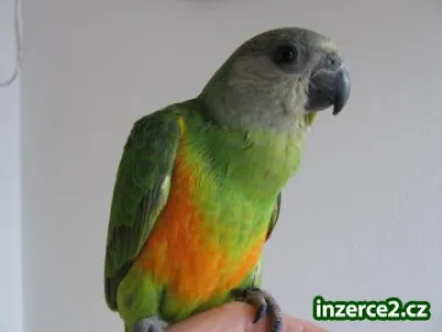 Papoušek senegalský