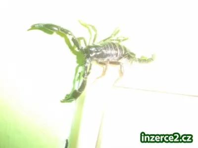 Heterometrus spinifer
