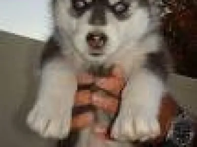 sibírsky husky k prijatiu