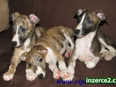 whippet-vipet