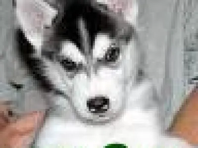 wow...? 2 sibírsky husky k prijatiu