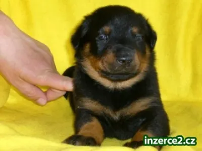 Beauceron