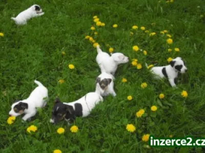 Jack Russel Terier