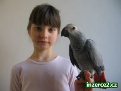 Žako