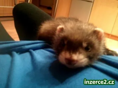 Náhled