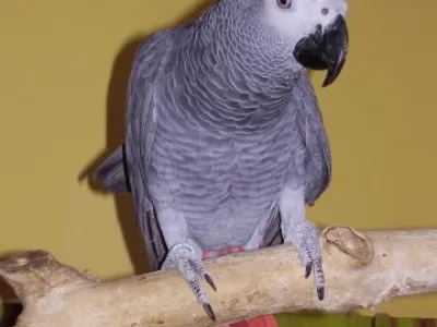 žako kongo