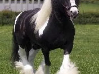 krásné koně vanner gypsy dát ven