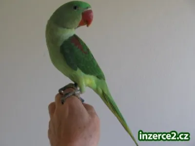Alexandr velký a papoušek senegalský