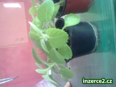 Mexicky eukalyptus-Rymovnik-pokojova lecivka