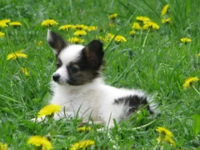 papillon ,motýlek